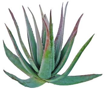 Pudră de agave