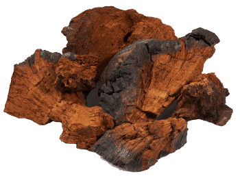 Ciuperca Chaga