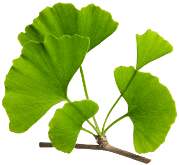 Extract de ginkgo biloba